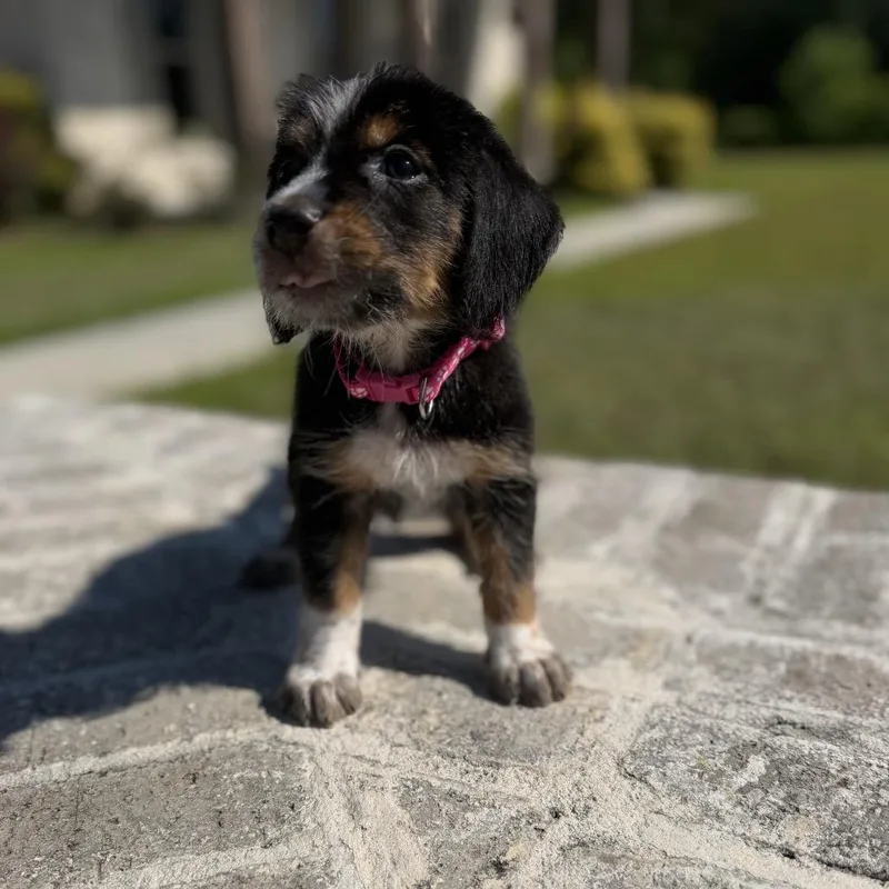 A baby medium-sized female Black Hound dog named Birdie for adoption in Baton Rouge, LA