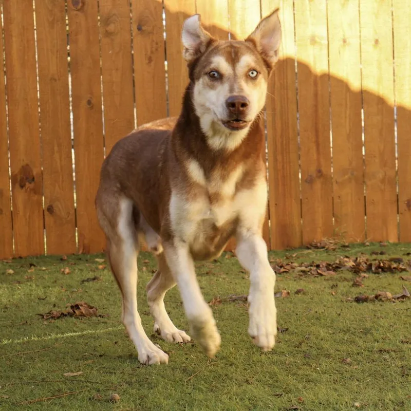 Albus Jum thumbnail 2