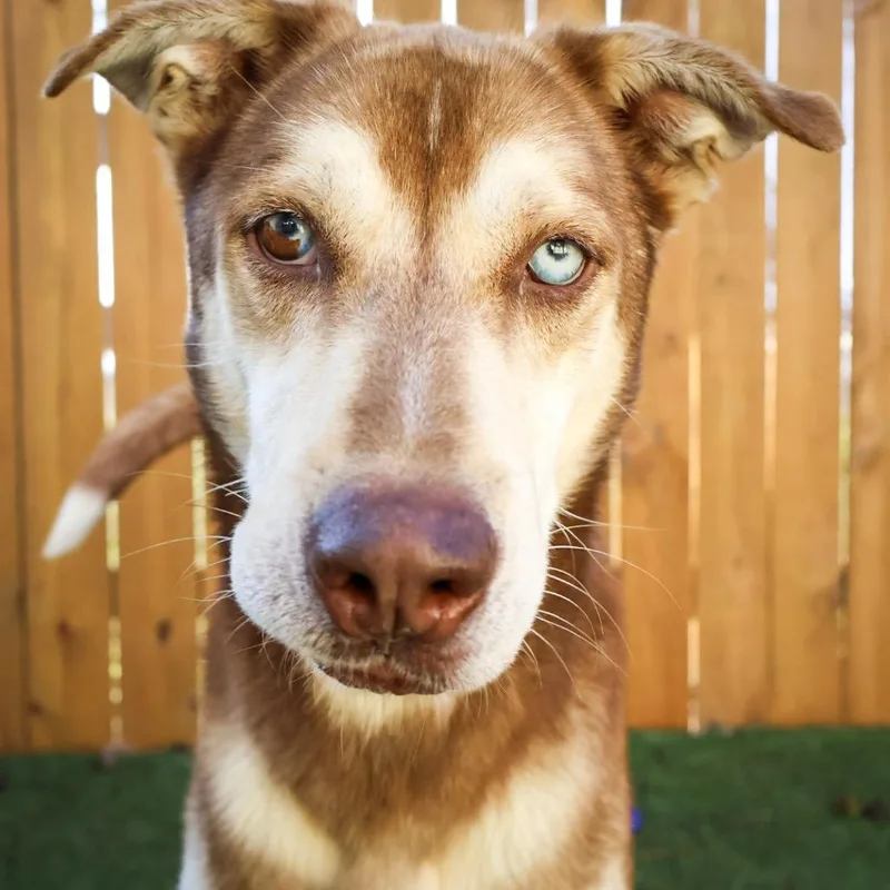 An adult medium-sized male Red / Chestnut / Orange Husky dog named Albus Jum for adoption in Austin, TX