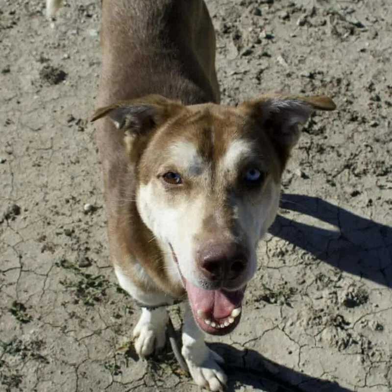 Albus Jum thumbnail 3