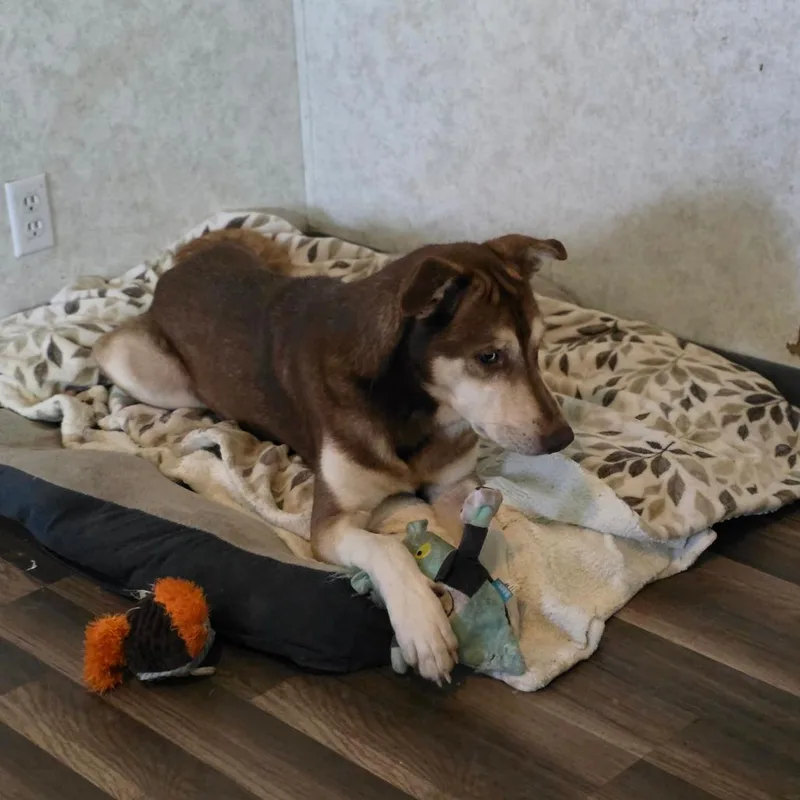 Albus Jum thumbnail 4