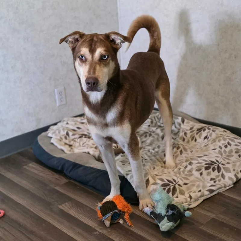 Albus Jum thumbnail 6