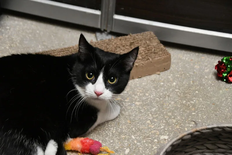 A young medium-sized female American Shorthair cat named Jasmine for adoption in Naples, FL