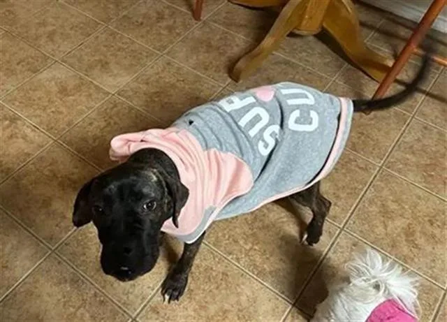 A young large-sized female Boxer dog named Fancy for adoption in San Antonio, TX