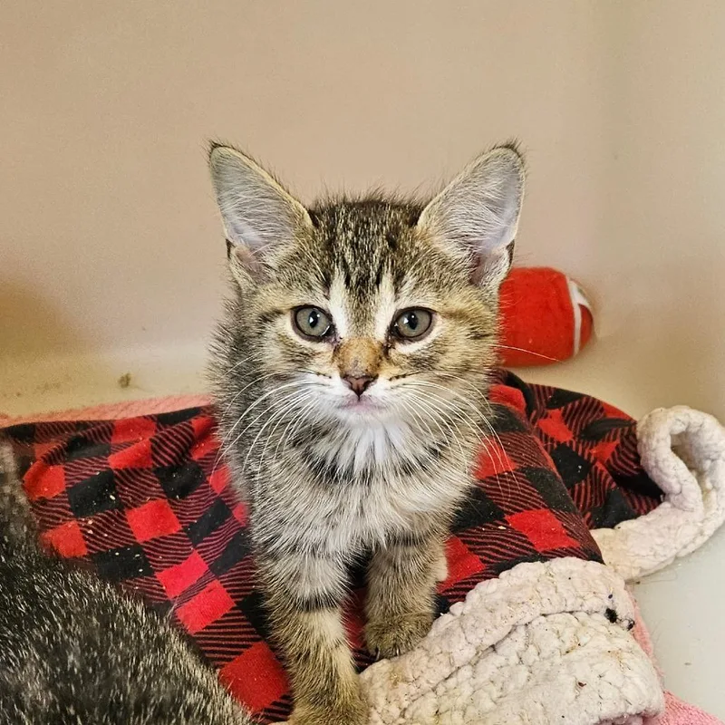 A baby small-sized female Torbie Domestic Short Hair cat named But for adoption in Ridgely, MD