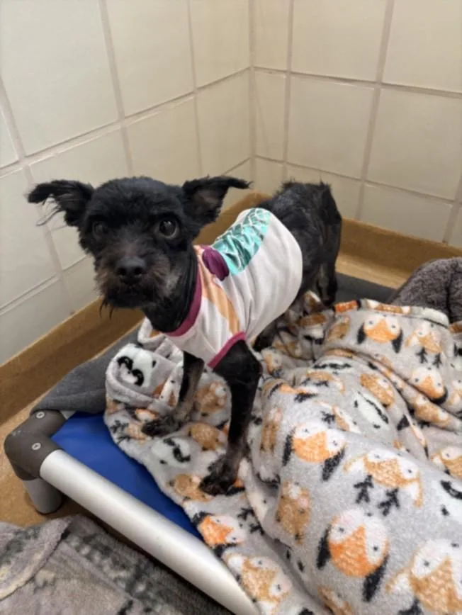 A young small-sized male Shih Tzu dog named Mr. Fredricksen for adoption in Derwood, MD