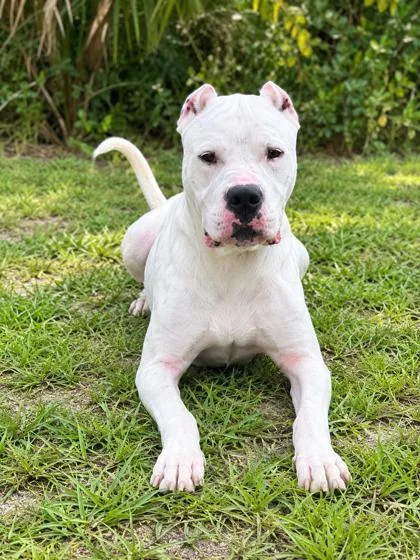An adult large-sized male Dogo Argentino dog named Ghost for adoption in Palm Coast, FL