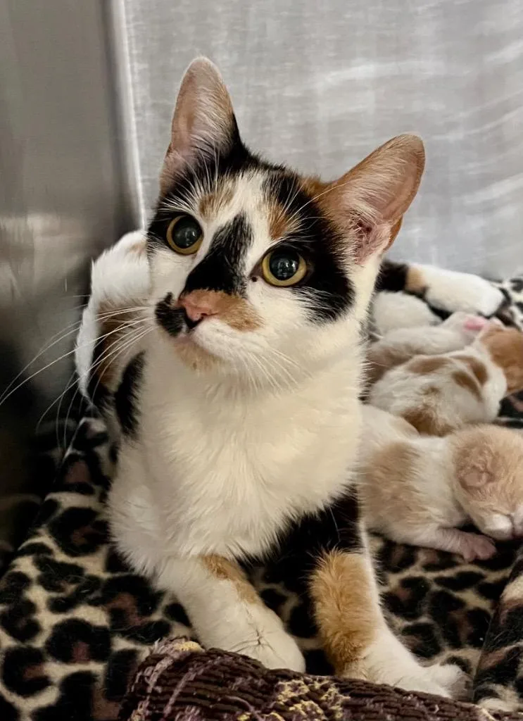 A young medium-sized female Domestic Short Hair cat named Perm for adoption in Cincinnati, OH