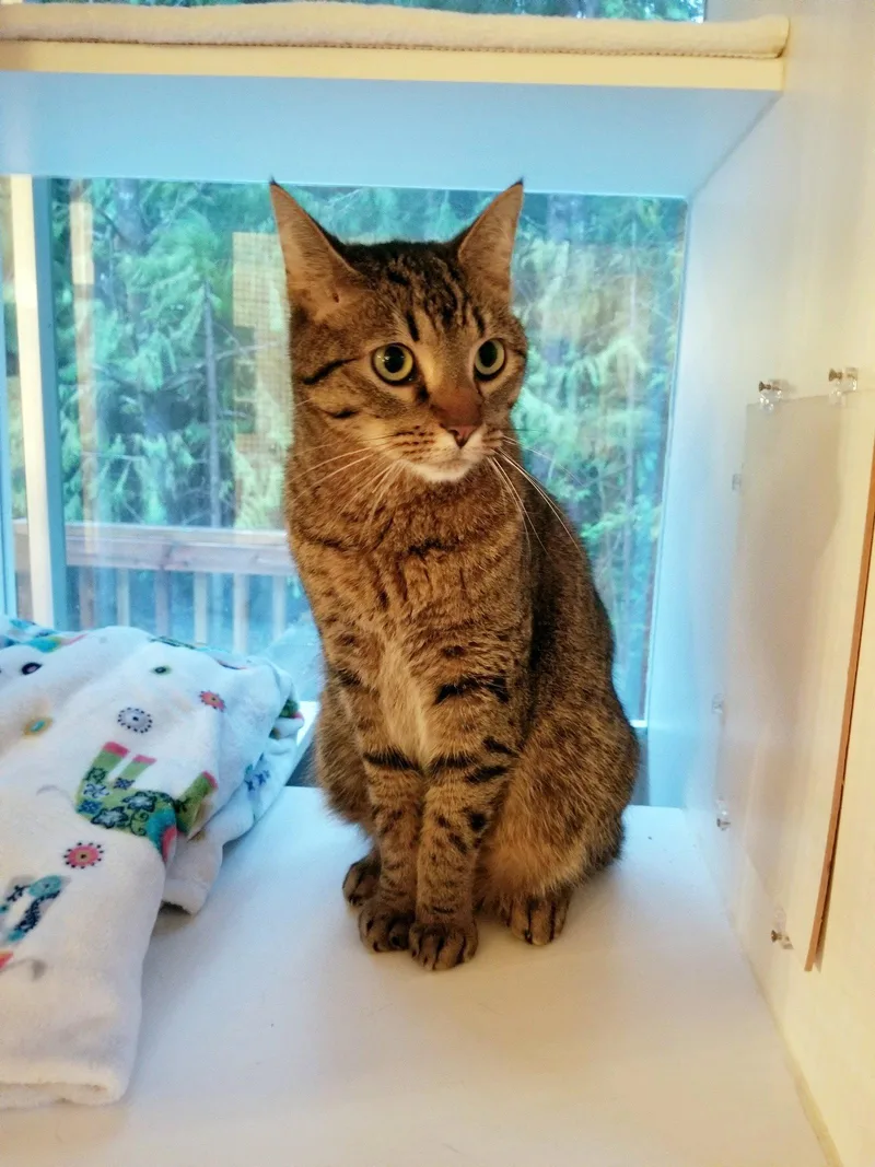 An adult medium-sized male Tabby cat named Simms  Offered By for adoption in Hillsboro, OR