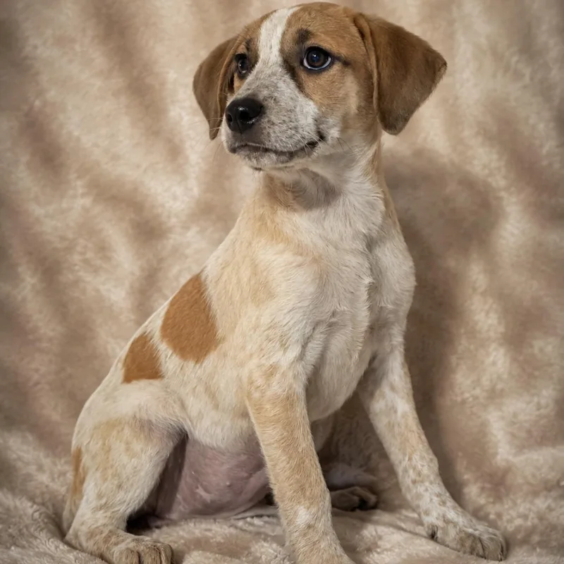 A baby medium-sized female Red / Chestnut / Orange Mixed Breed dog named Clarabelle for adoption in Pelham, NH