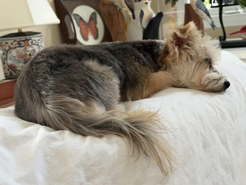 A senior small-sized female Yorkshire Terrier dog named Molly Ann for adoption in Joppa, AL