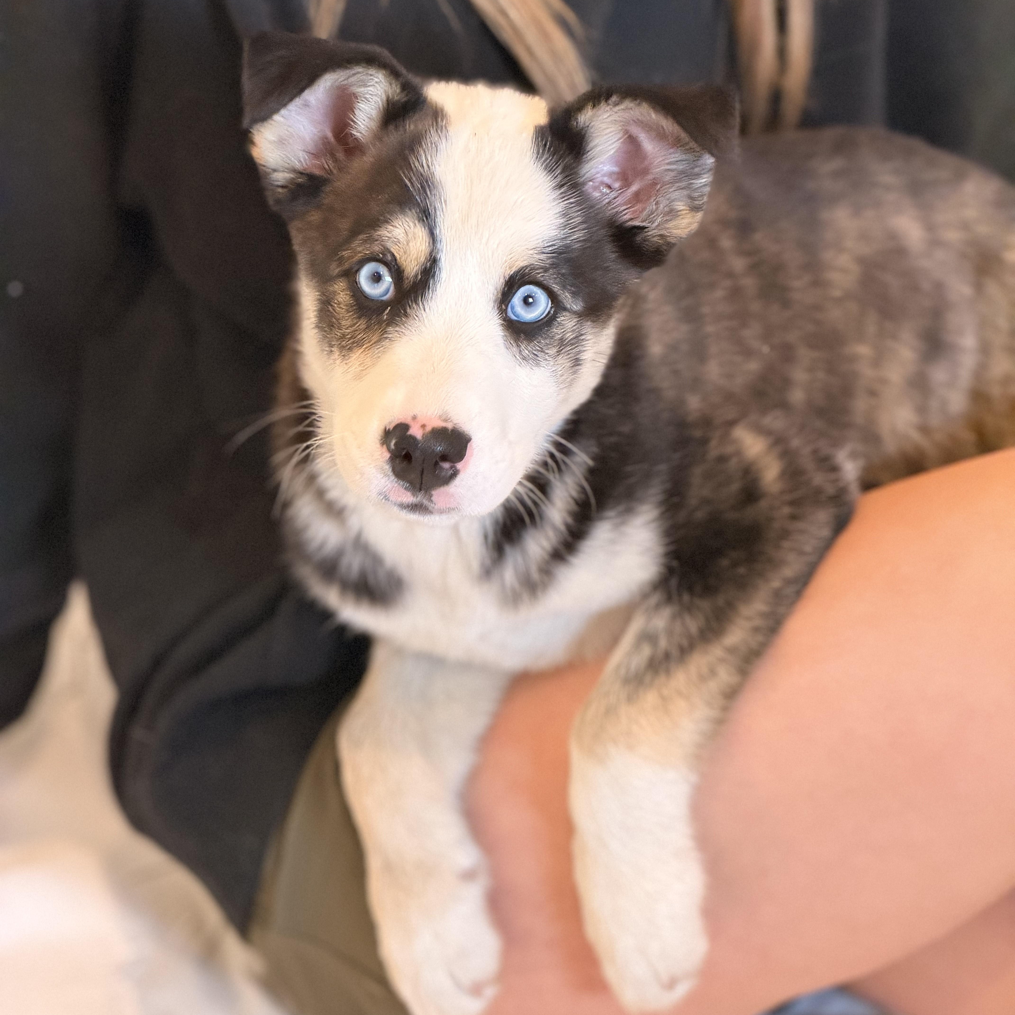 A baby medium-sized female Siberian Husky dog named Kimber for adoption in Sparta, NJ