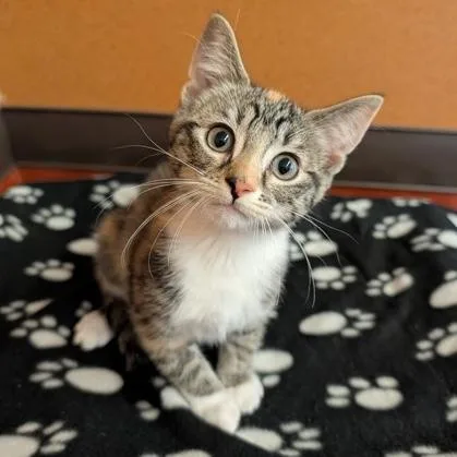 A baby small-sized female Calico Domestic Short Hair cat named Bailey for adoption in Rochester, MN