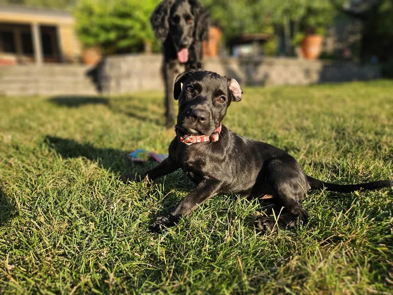 Roxy