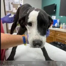 A young medium-sized male Black Retriever dog named Marshall for adoption in Starkville, MS