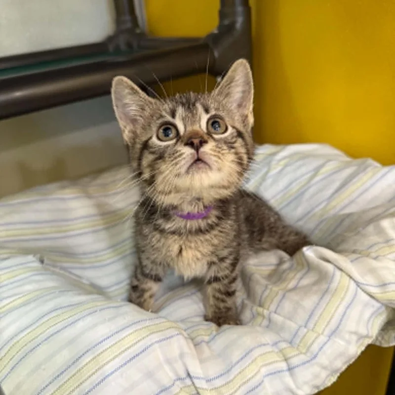 A baby medium-sized female Tabby (Brown / Chocolate) Domestic Short Hair cat named Stellar for adoption in Penn Yan, NY