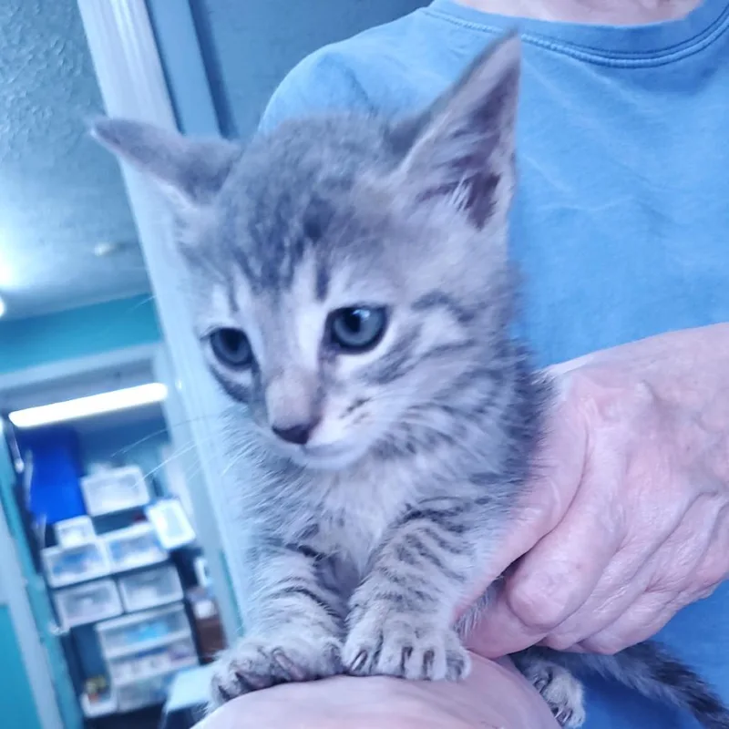 A baby small-sized male Gray / Blue / Silver Domestic Short Hair cat named Teddy for adoption in Jefferson city, TN