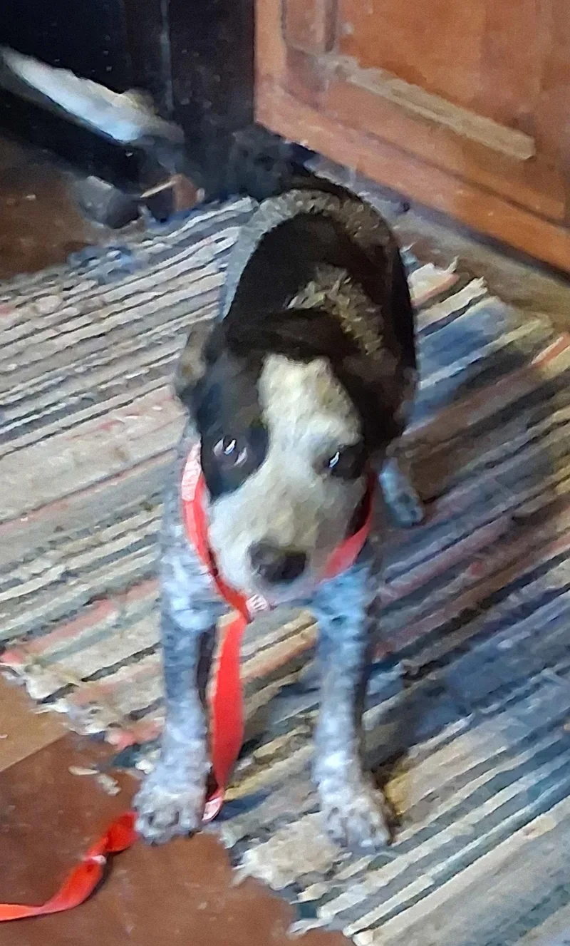 A baby medium-sized female Australian Cattle Dog / Blue Heeler dog named Jo for adoption in Mcconnelsville, OH