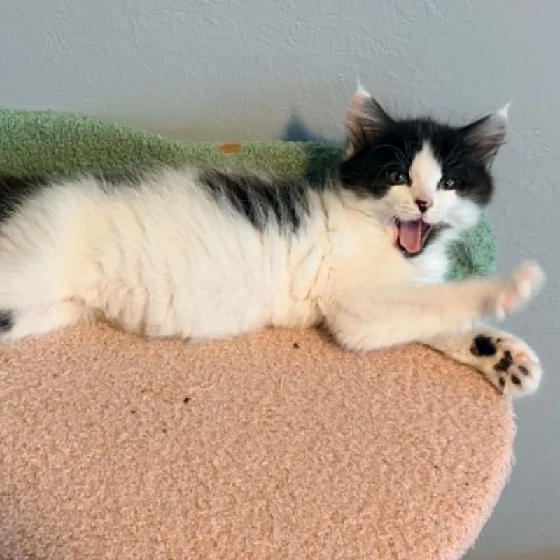 A baby small-sized female Black Domestic Short Hair cat named Moolissa for adoption in Antioch, CA
