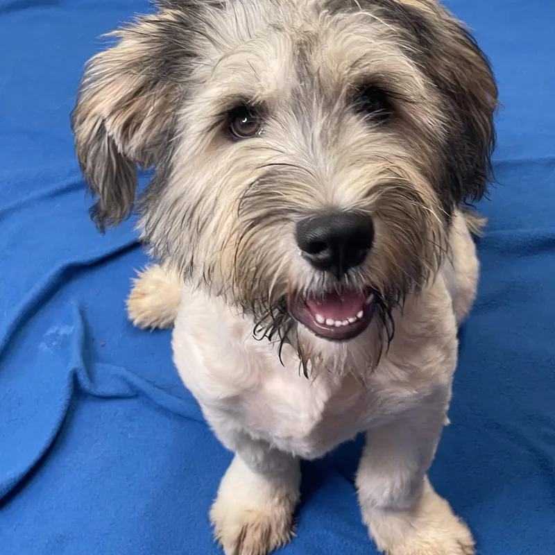 A baby medium-sized male Gray / Blue / Silver Mixed Breed dog named Cyprus for adoption in Lacon, IL