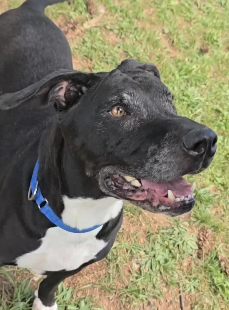 A senior large-sized male Black Labrador Retriever dog named Chaos for adoption in Somerset, NJ