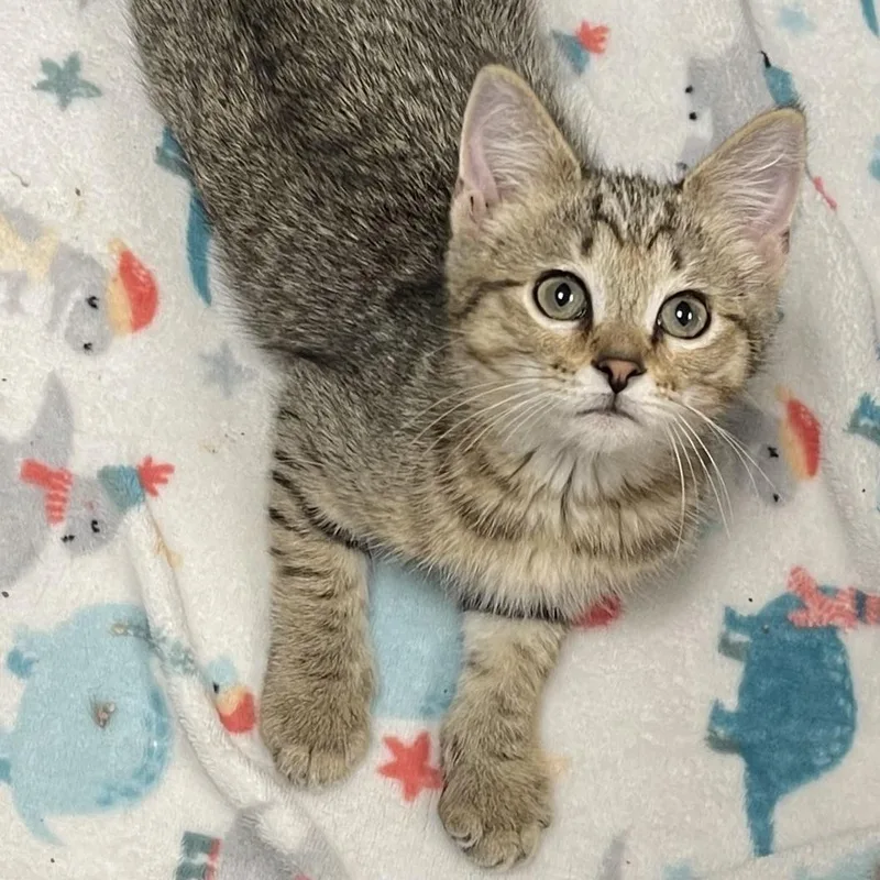 A baby medium-sized male Brown / Chocolate Domestic Short Hair cat named Everest for adoption in Racine, WI