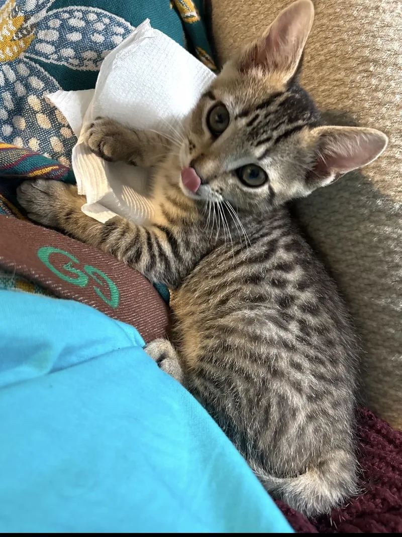 A baby large-sized male Tabby (Gray / Blue / Silver) Domestic Short Hair cat named Peter for adoption in Kannapolis, NC
