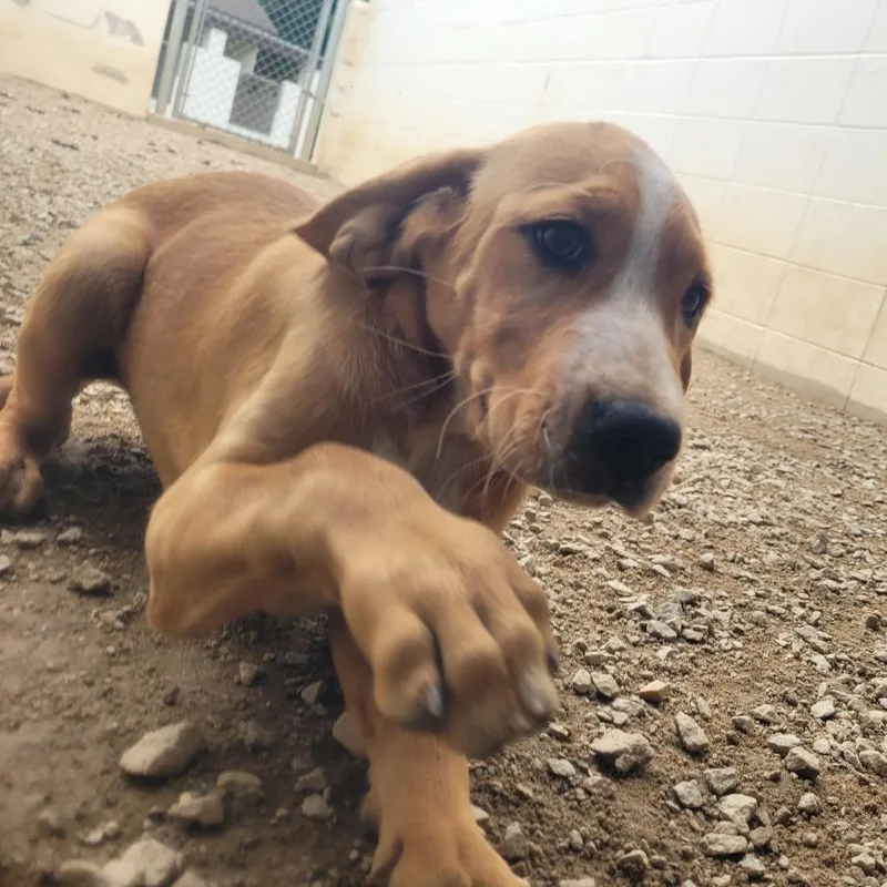 A baby medium-sized female Brown / Chocolate Mixed Breed dog named Peaches for adoption in LOXAHATCHEE, FL
