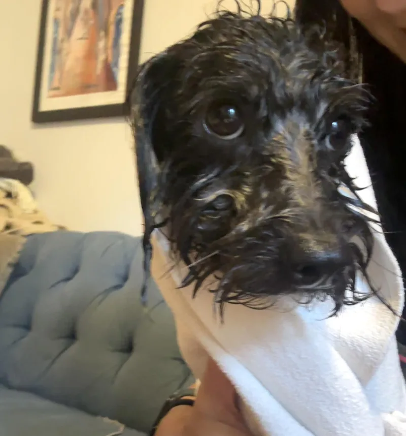 Frankie thumbnail 3
