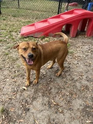 A senior medium-sized male Pit Bull Terrier dog named Scooby for adoption in Conway, SC