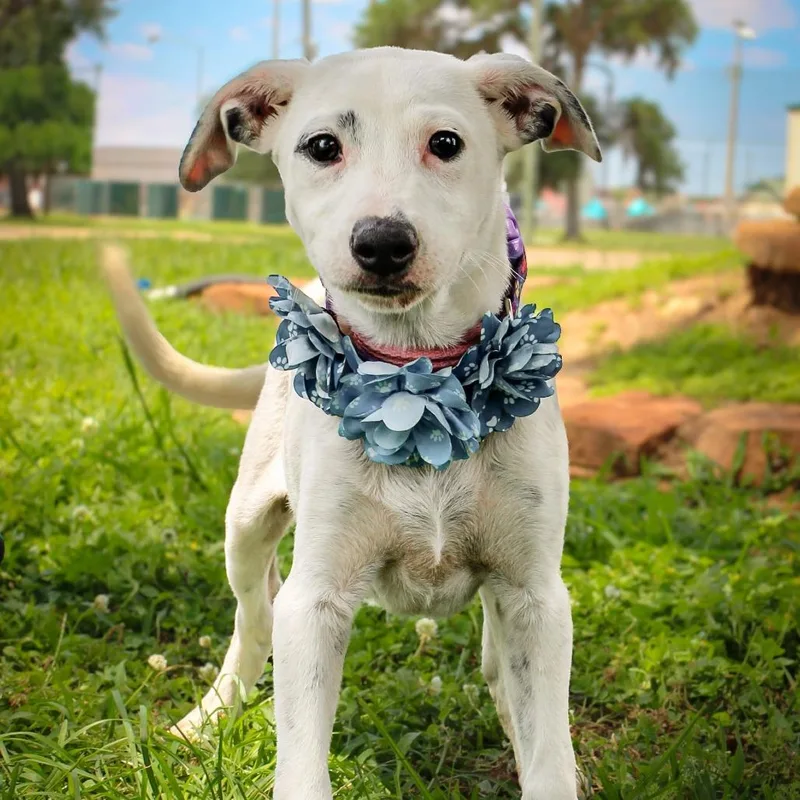 A baby small-sized male White / Cream Mixed Breed dog named Joe for adoption in Lake Jackson, TX