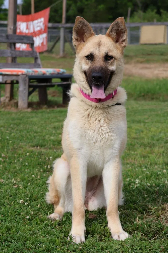 A young large-sized female Mixed Breed dog named Lola for adoption in Columbia, TN