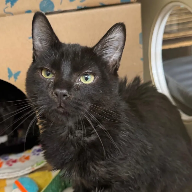 A baby medium-sized male Black Domestic Short Hair cat named Big Sog for adoption in West Olive, MI