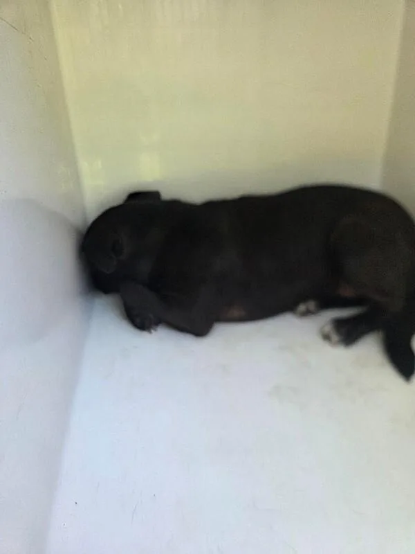 An adult medium-sized female Black Mixed Breed dog named Libby for adoption in Mobile, AL