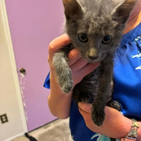 A baby small-sized female Gray / Blue / Silver Domestic Short Hair cat named Babette for adoption in League City, TX