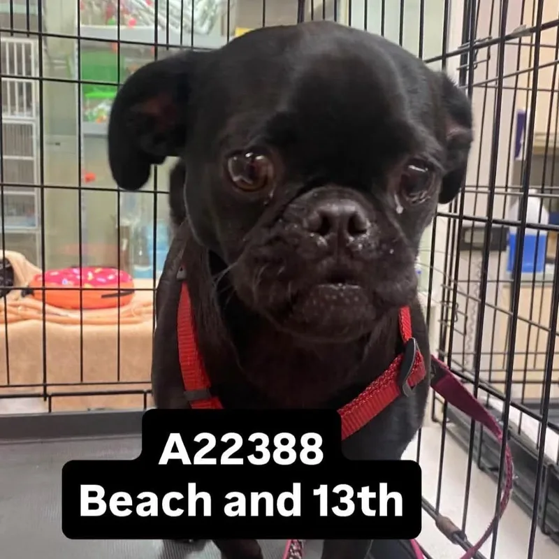 An adult small-sized male Black Pug dog named Little Foot for adoption in Westminster, CA