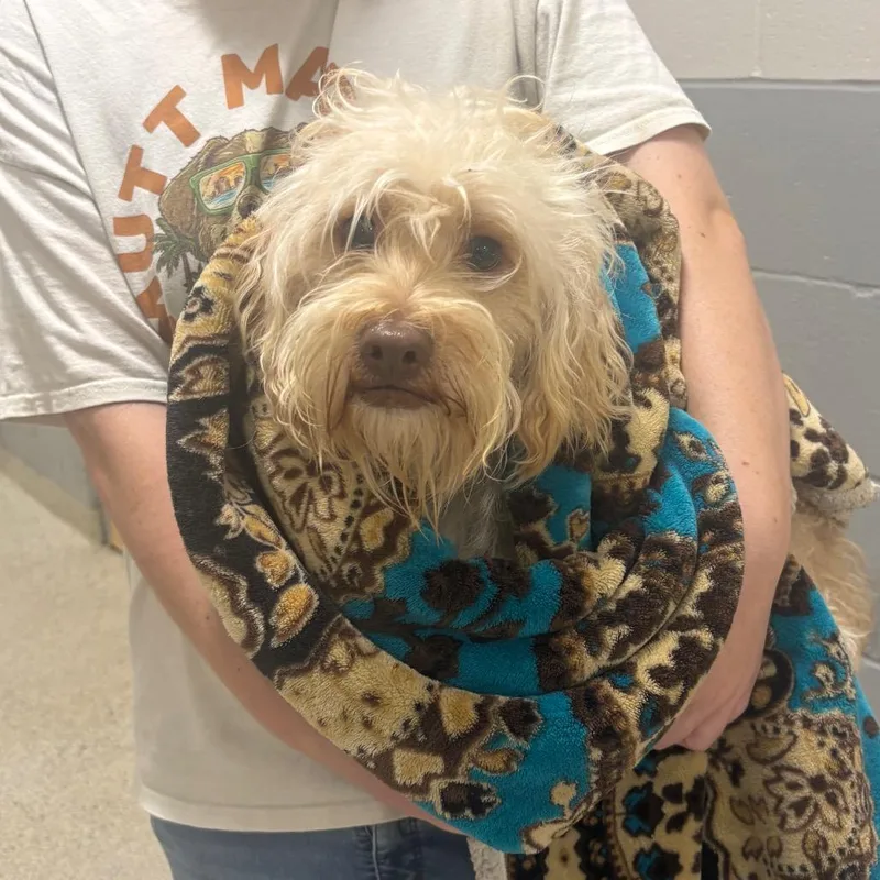 An adult small-sized male Yellow / Tan / Blond / Fawn Mixed Breed dog named Bramble for adoption in Jacksonville, FL