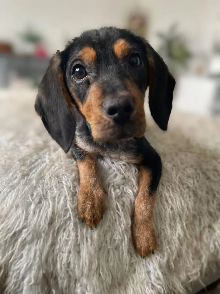 A baby medium-sized female Dachshund dog named Josephine for adoption in Greenlawn, NY
