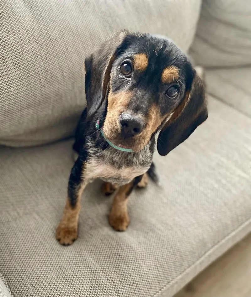 Josephine thumbnail 2