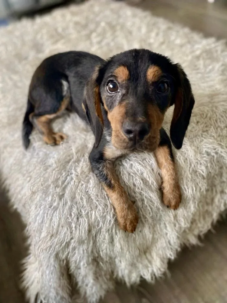 Josephine thumbnail 3