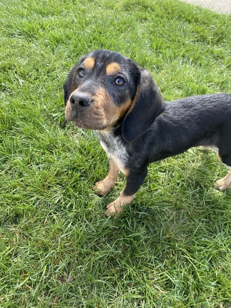 Josephine thumbnail 4