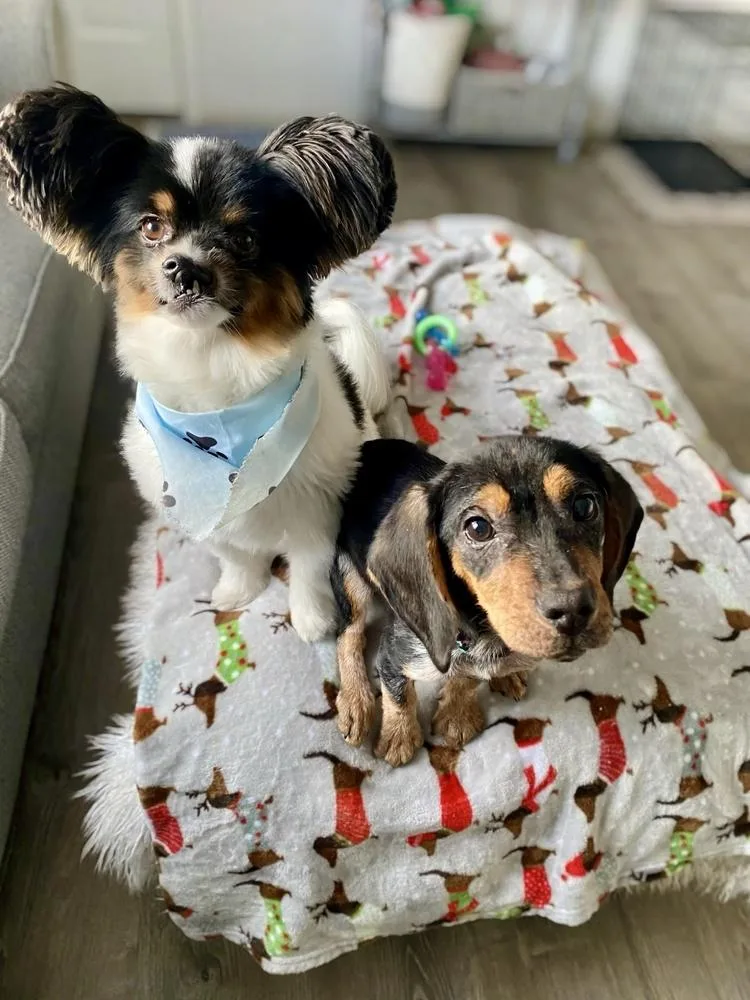 Josephine thumbnail 5