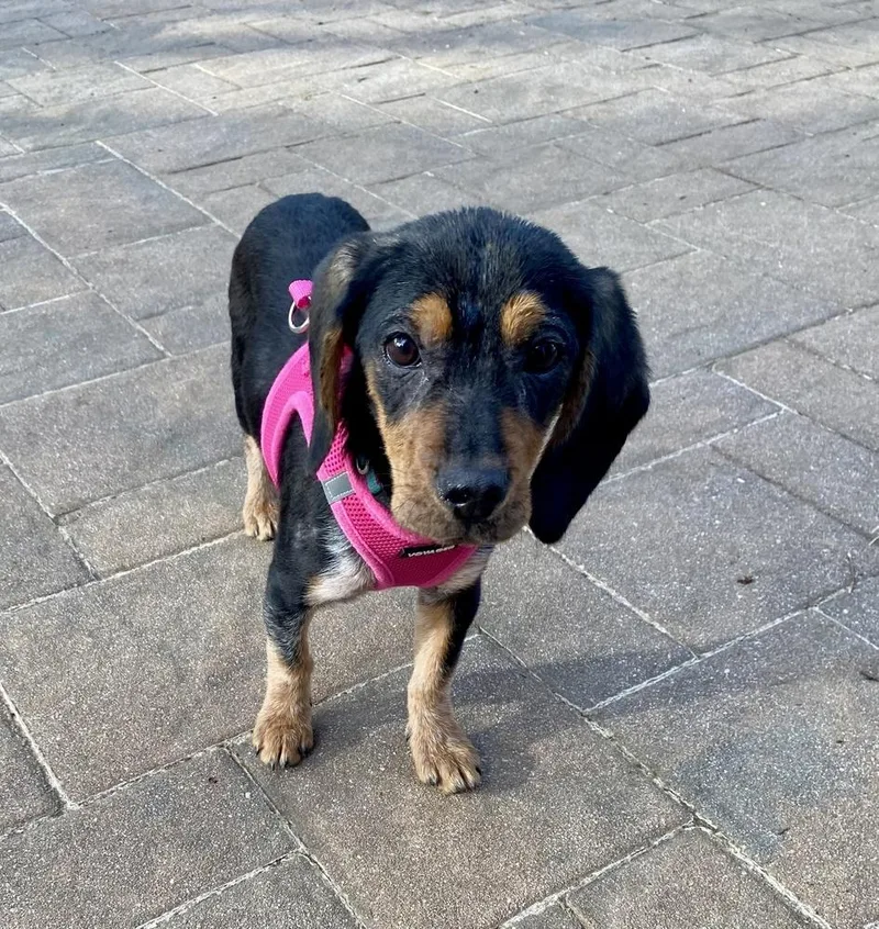 Josephine thumbnail 6