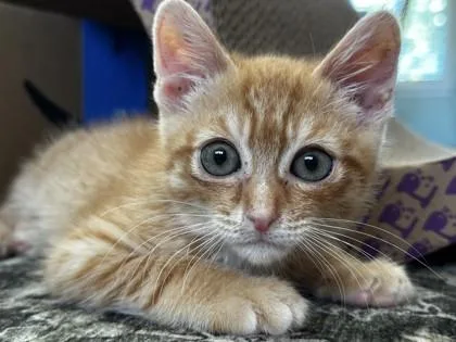 A baby medium-sized male Domestic Short Hair cat named Cub for adoption in Pleasanton, CA