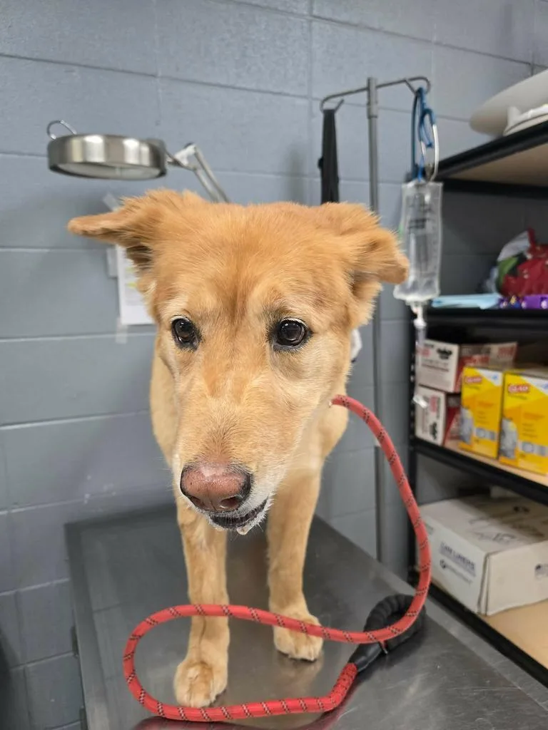 A senior large-sized female German Shepherd Dog dog named Maggie for adoption in Livingston, LA