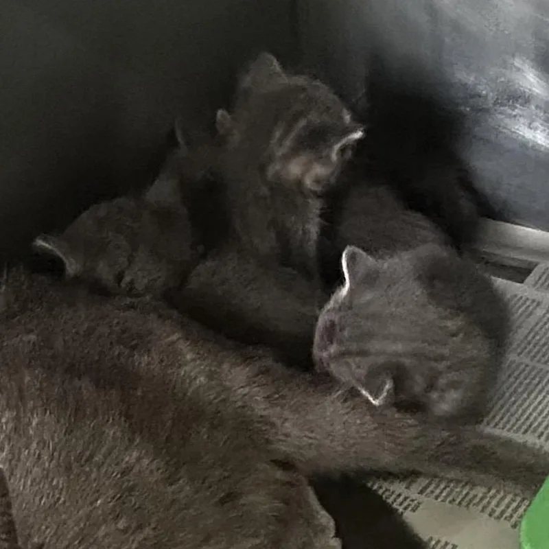 A baby small-sized male Gray / Blue / Silver Domestic Short Hair cat named Beefball for adoption in South Elgin, IL