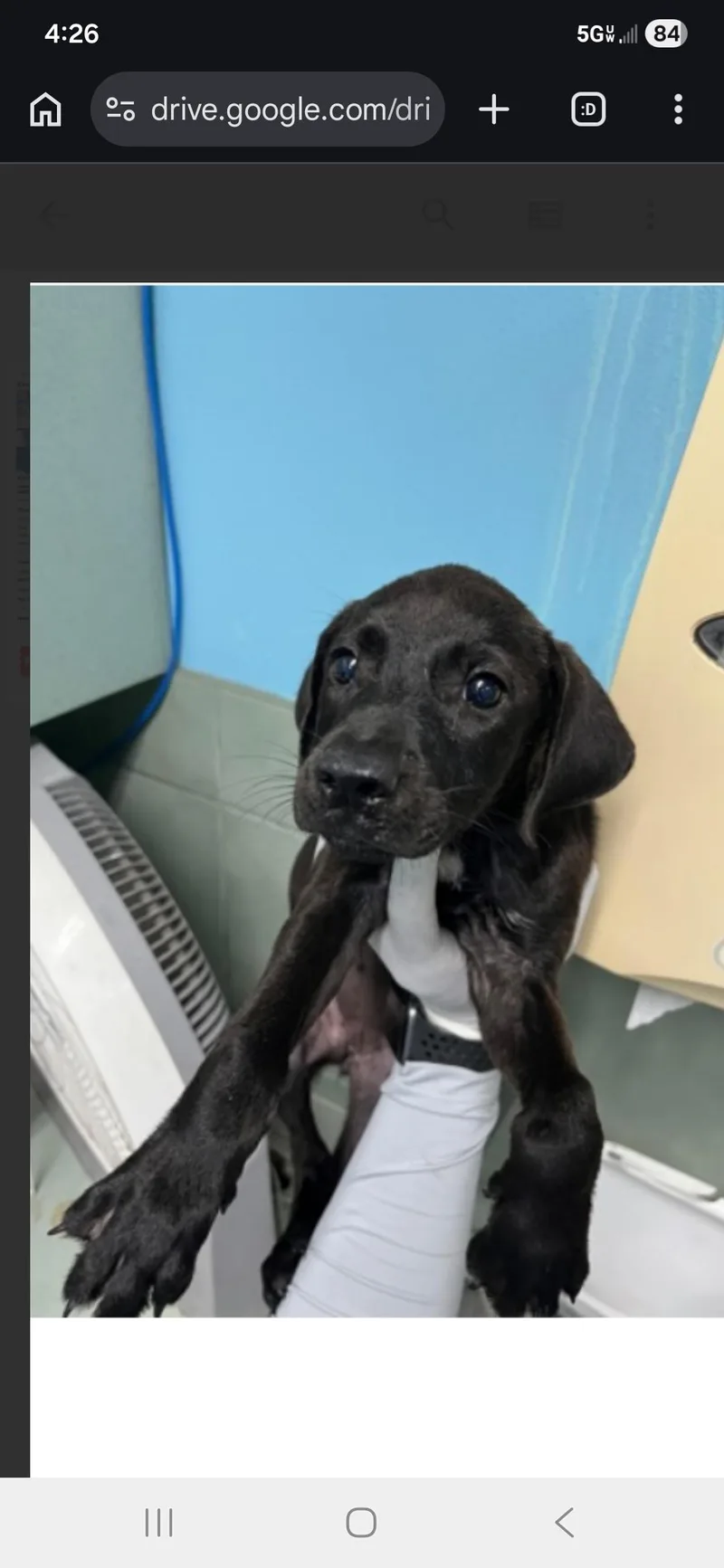 A young medium-sized female Black Labrador Retriever dog named Puff for adoption in New York, NY
