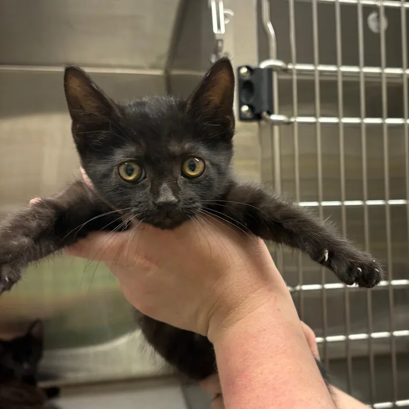 A baby small-sized female Black Domestic Short Hair cat named Happy for adoption in Morganton, NC