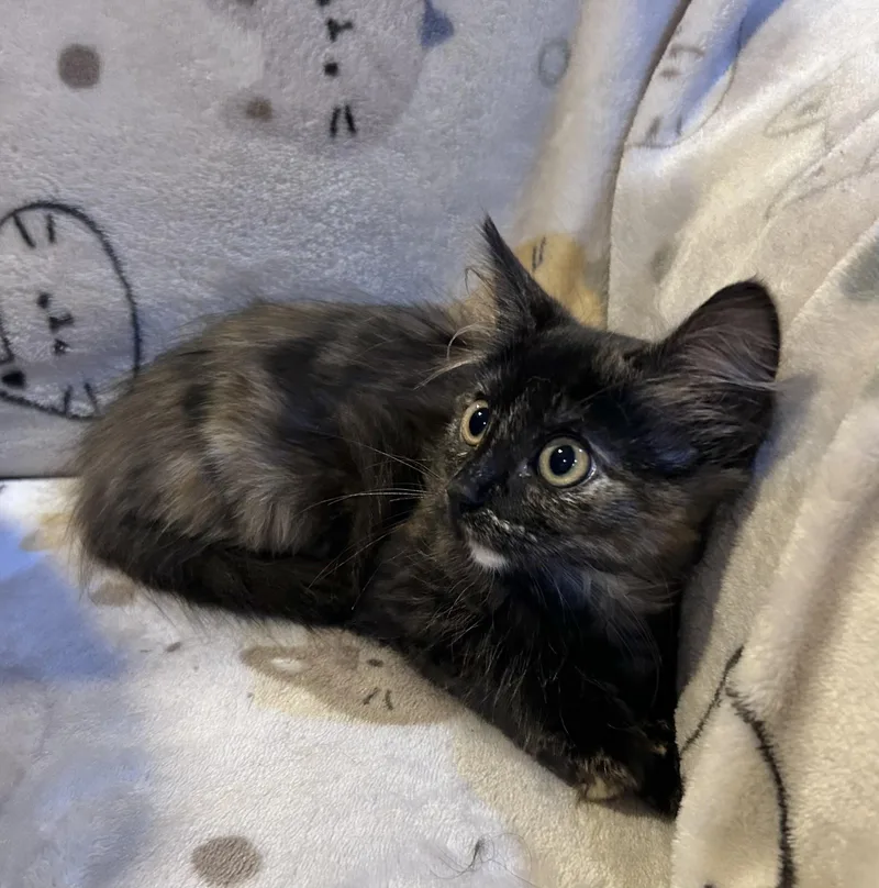 Coco