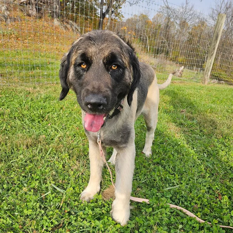 An adult large-sized male Yellow / Tan / Blond / Fawn Golden Retriever dog named Deacon for adoption in Fairfax, VA